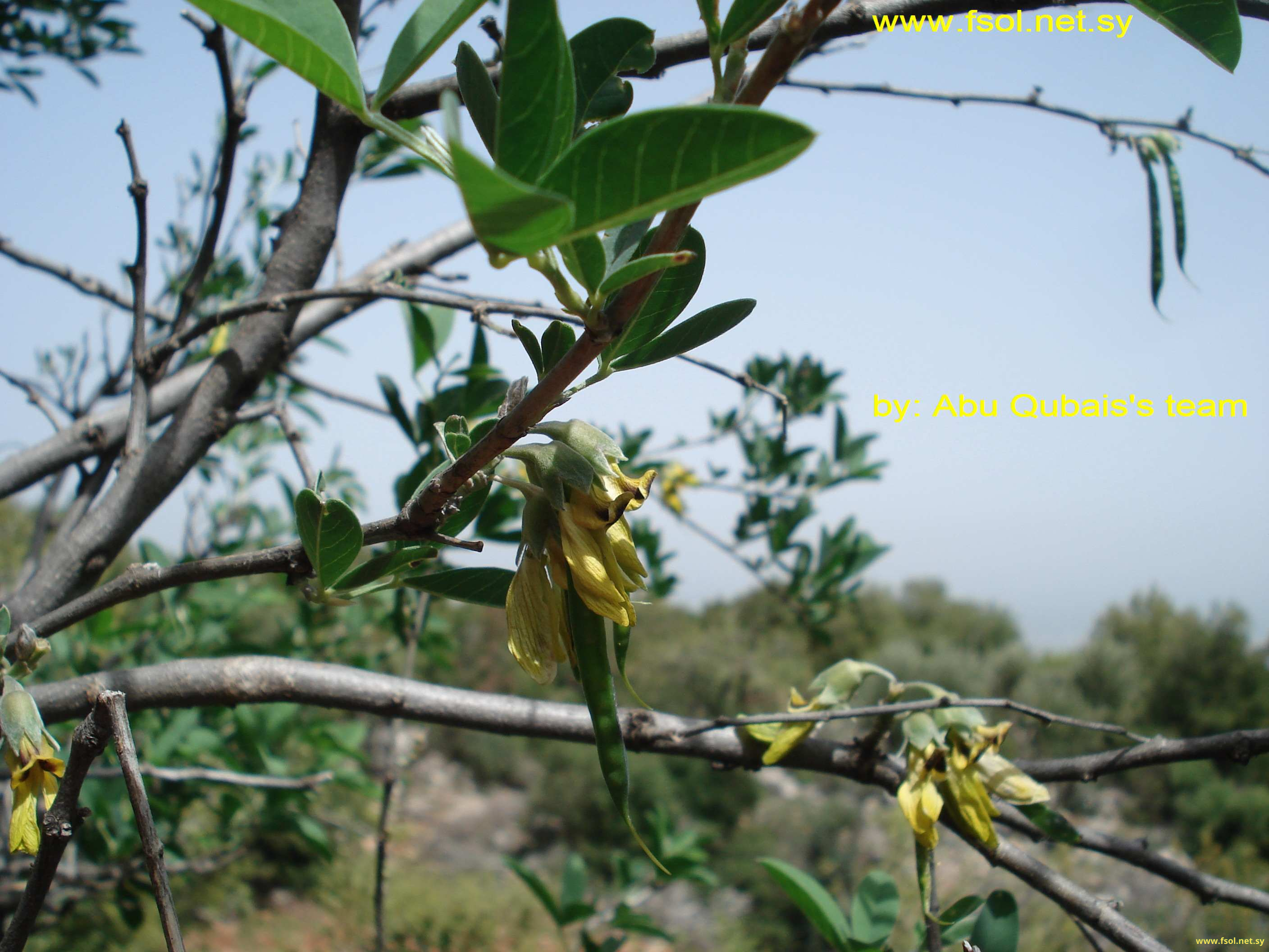 Anagyris foetida L.